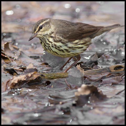 Northern Waterthrush
