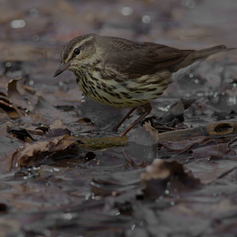 Northern Waterthrush
