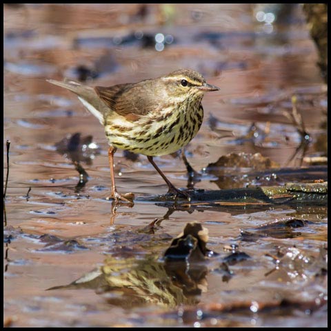 Northern Waterthrush