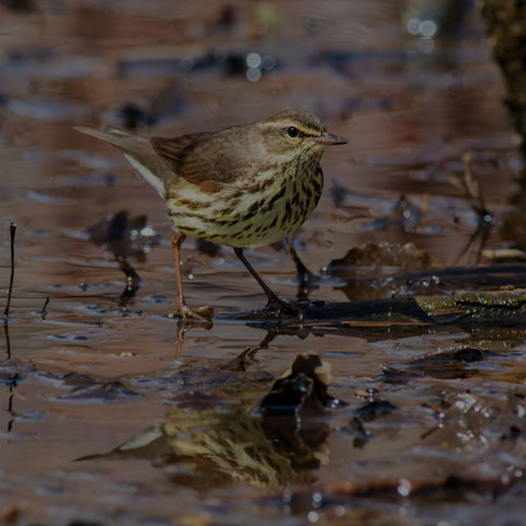 Northern Waterthrush