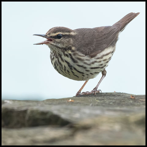 Northern Waterthrush