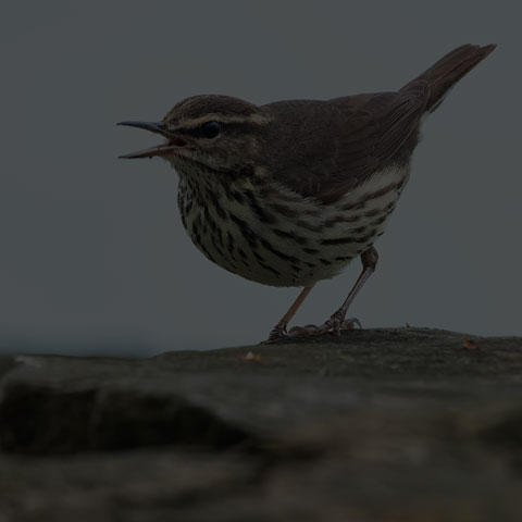 Northern Waterthrush