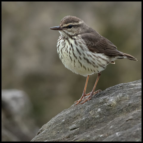 Northern Waterthrush