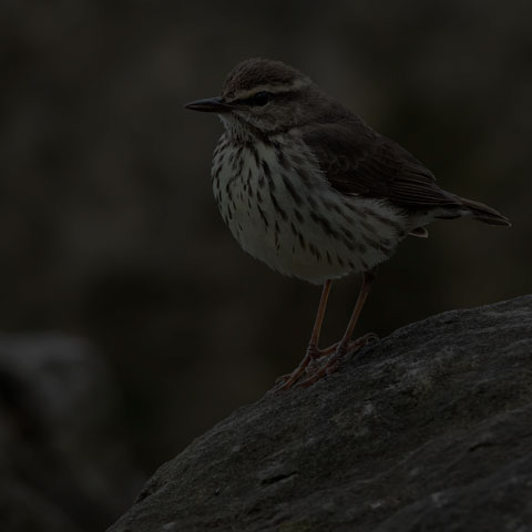 Northern Waterthrush