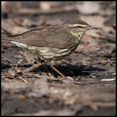 Northern Waterthrush