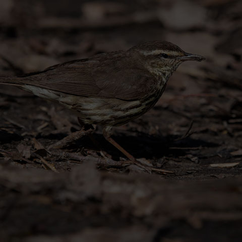 Northern Waterthrush