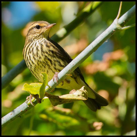 Northern Waterthrush
