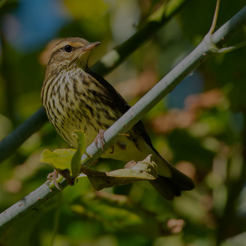 Northern Waterthrush