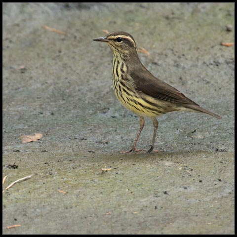 Northern Waterthrush