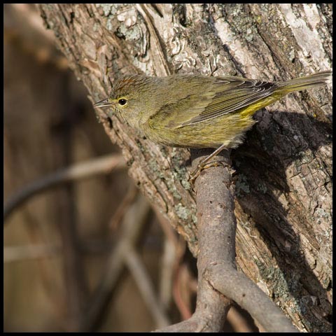 Orange-crowned Warbler