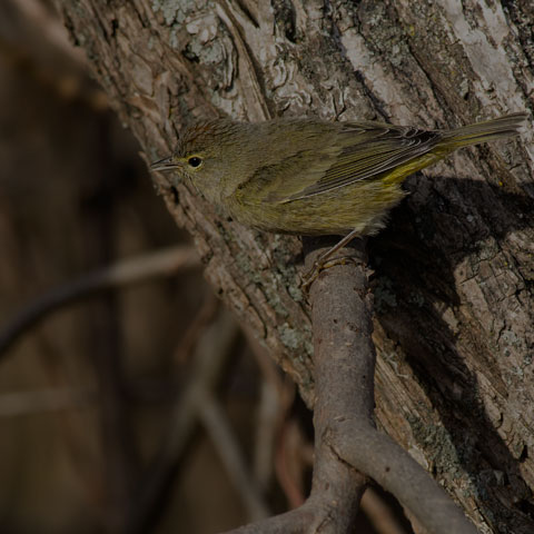 Orange-crowned Warbler