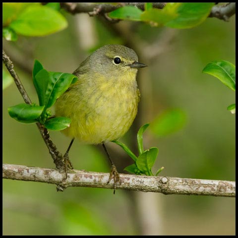 Orange-crowned Warbler