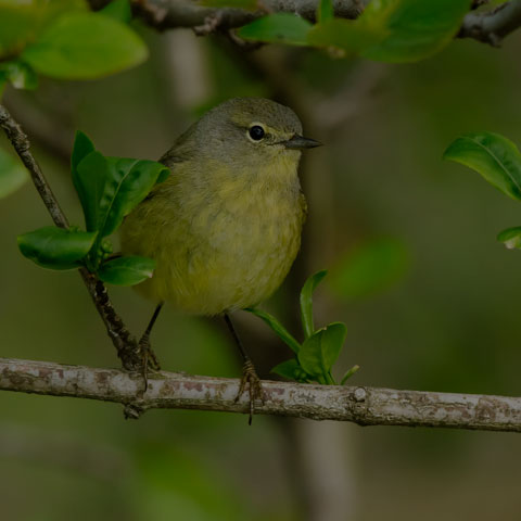 Orange-crowned Warbler