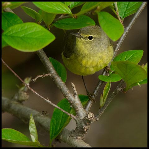 Orange-crowned Warbler