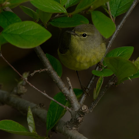 Orange-crowned Warbler