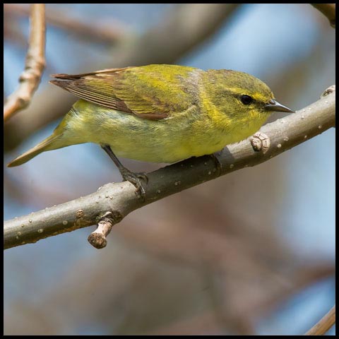 Orange-crowned Warbler