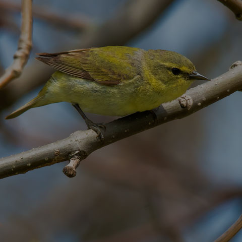 Orange-crowned Warbler