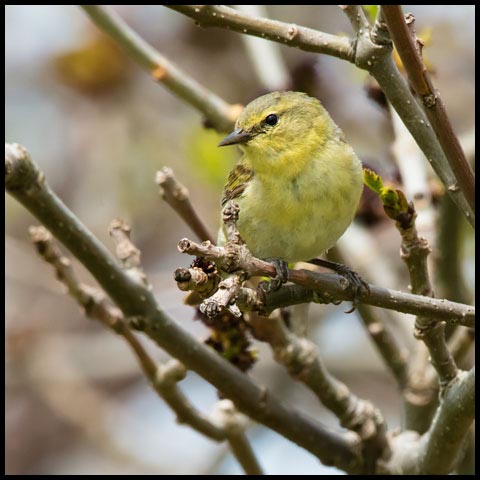 Orange-crowned Warbler