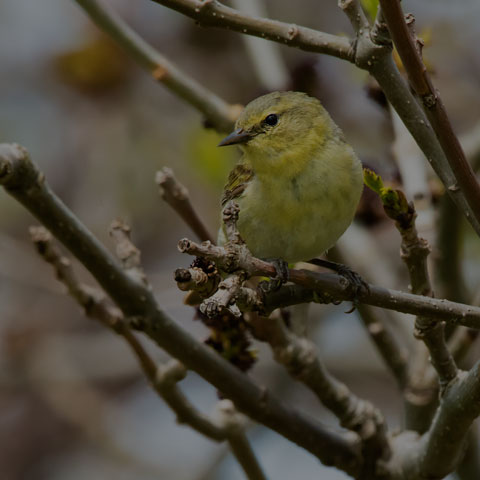 Orange-crowned Warbler