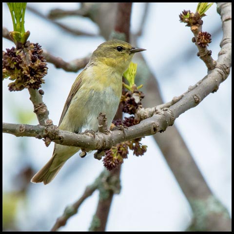 Orange-crowned Warbler