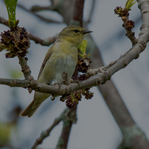 Orange-crowned Warbler