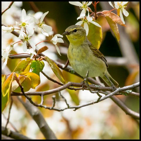 Orange-crowned Warbler