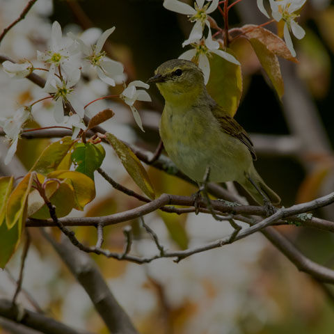 Orange-crowned Warbler