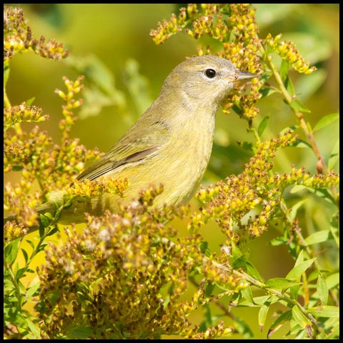 Orange-crowned Warbler