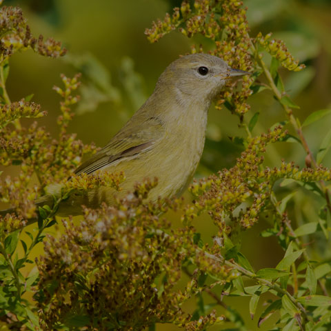 Orange-crowned Warbler