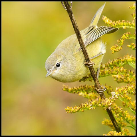 Orange-crowned Warbler