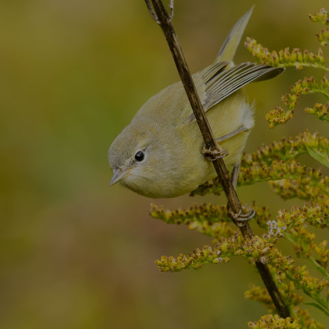 Orange-crowned Warbler
