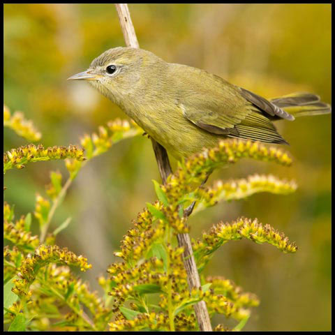 Orange-crowned Warbler