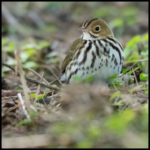 Ovenbird