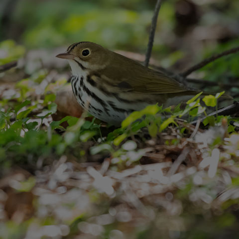 Ovenbird