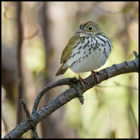 Ovenbird