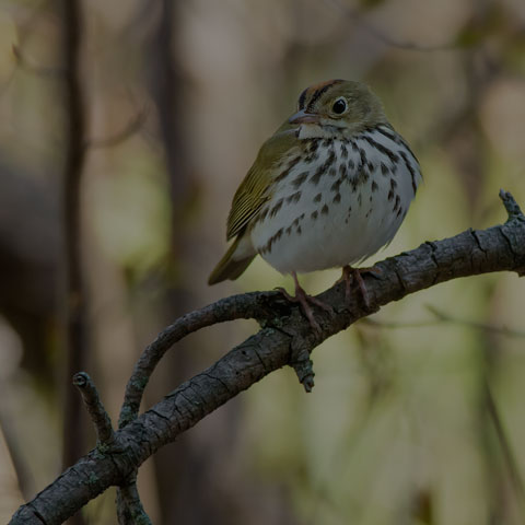 Ovenbird