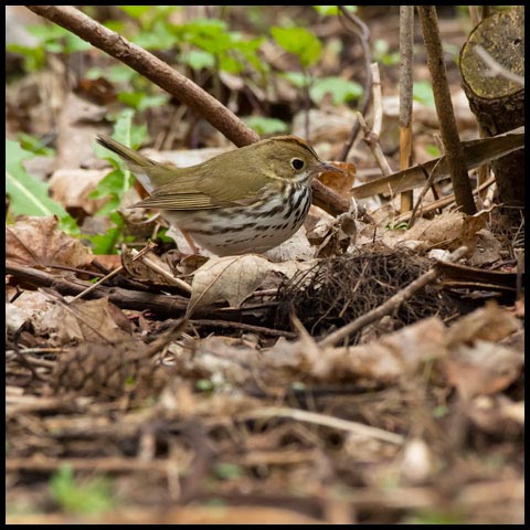Ovenbird