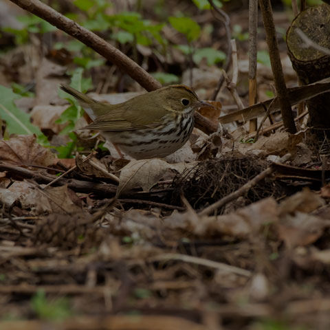 Ovenbird