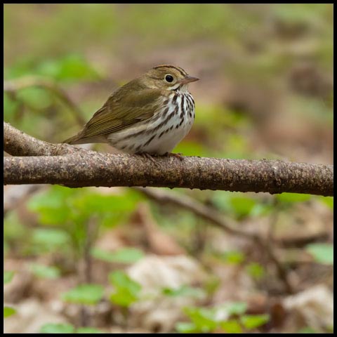 Ovenbird