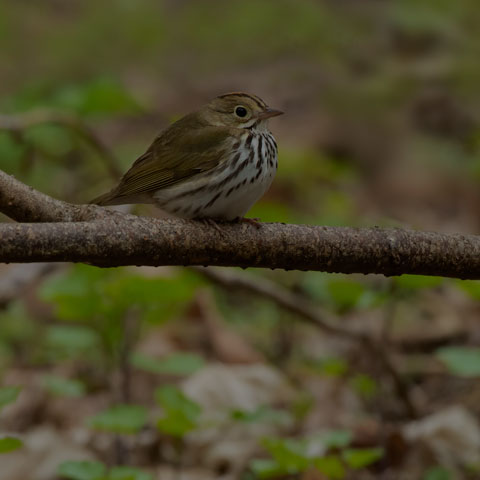 Ovenbird