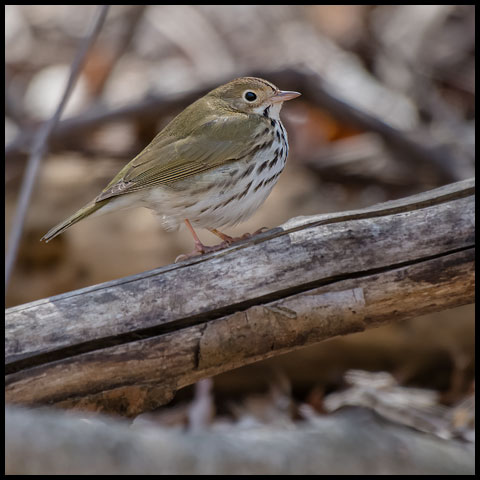 Ovenbird