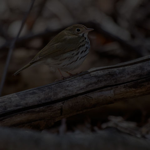 Ovenbird