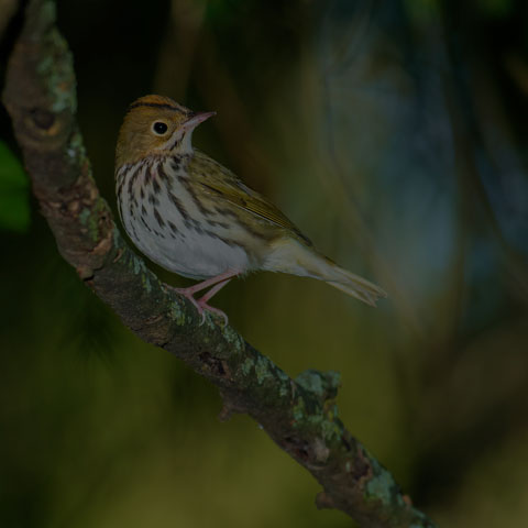 Ovenbird
