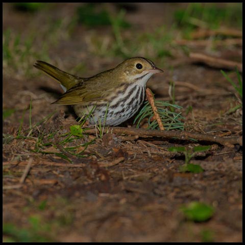 Ovenbird