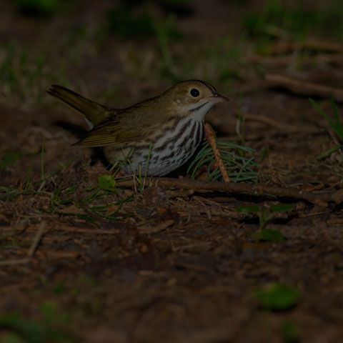 Ovenbird