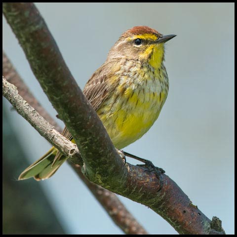 Palm Warbler