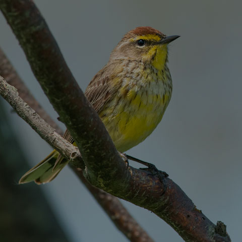 Palm Warbler
