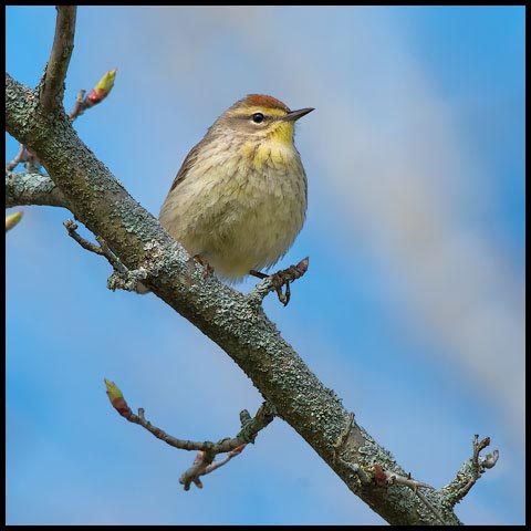 Palm Warbler