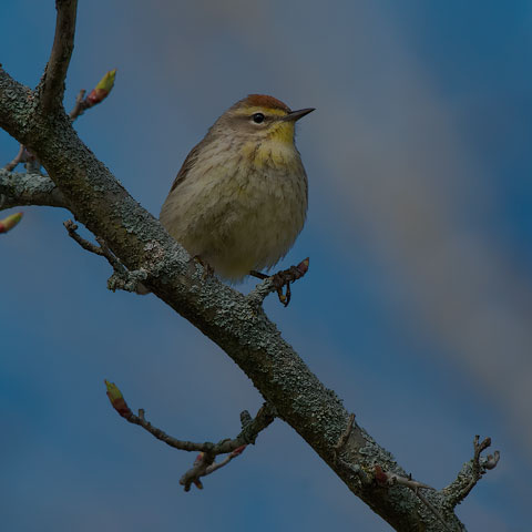 Palm Warbler