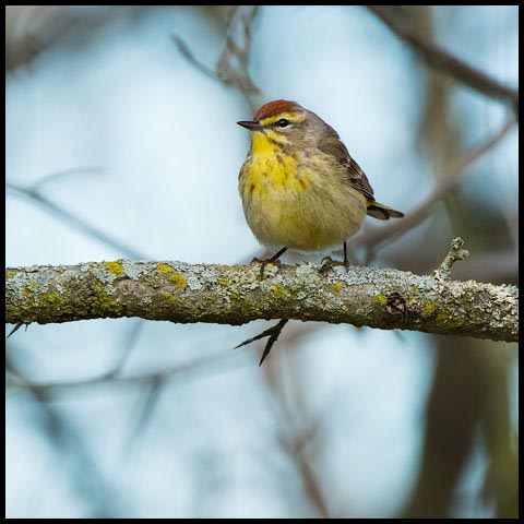 Palm Warbler